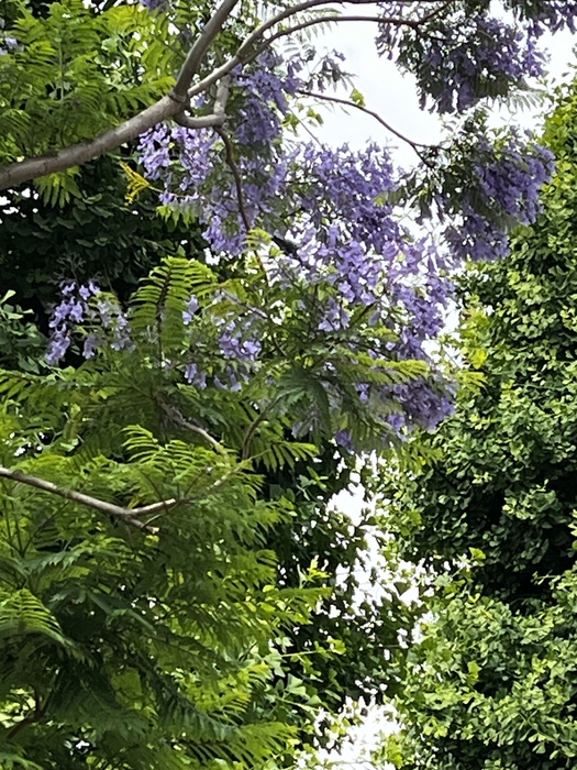 ジャカランダの花　蒲田 