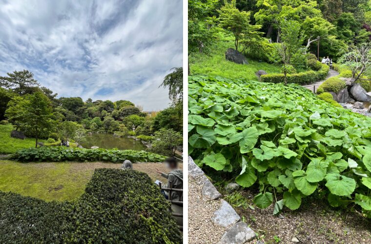 松濤園　ふき
