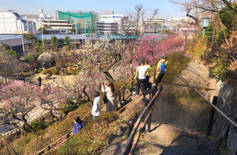 池上梅園　上から
