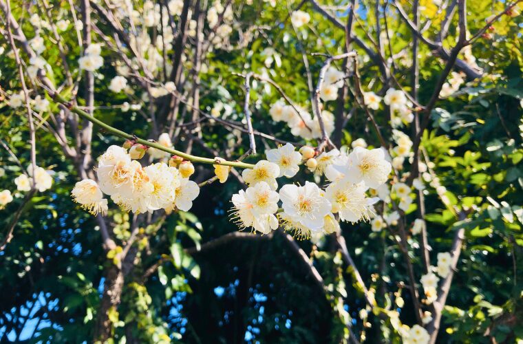 池上梅園　梅