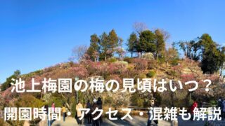 【2026年版】池上梅園の梅の見頃はいつ？開園時間・アクセス・混雑も解説